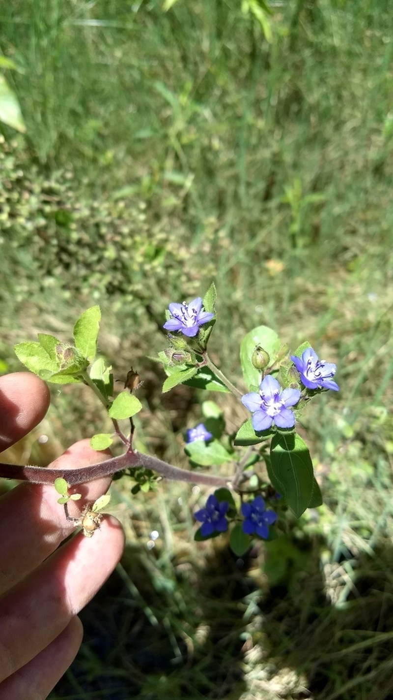 Hydrolea elatior photo 3