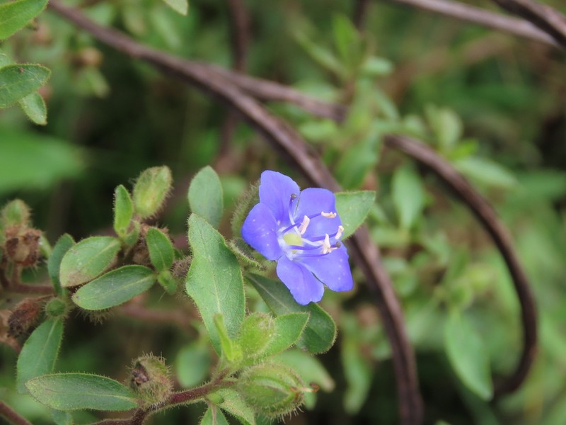 Hydrolea elatior photo 5
