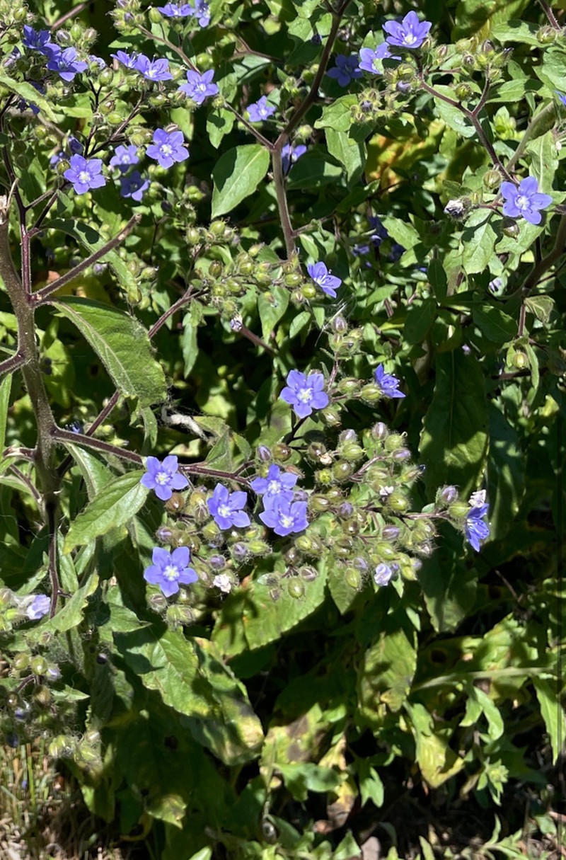 Hydrolea elatior photo 7
