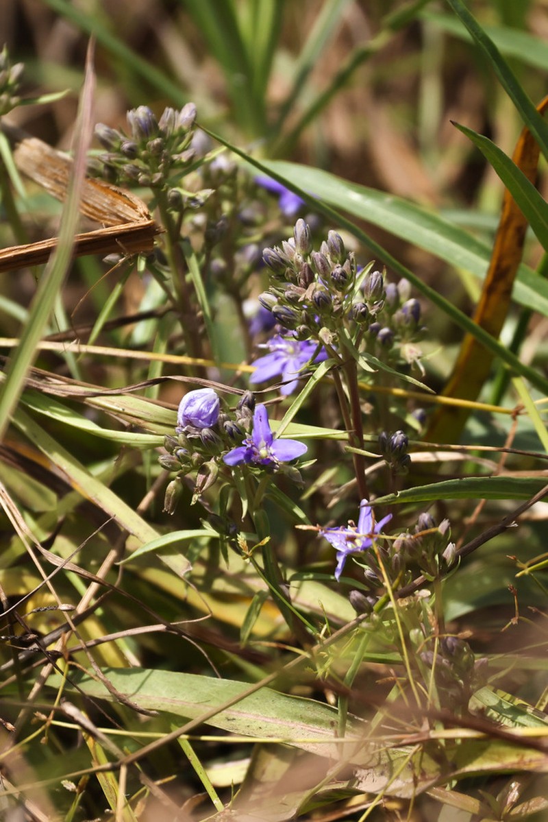 Hydrolea floribunda photo 2