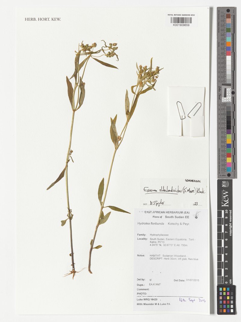 Hydrolea floribunda photo 3