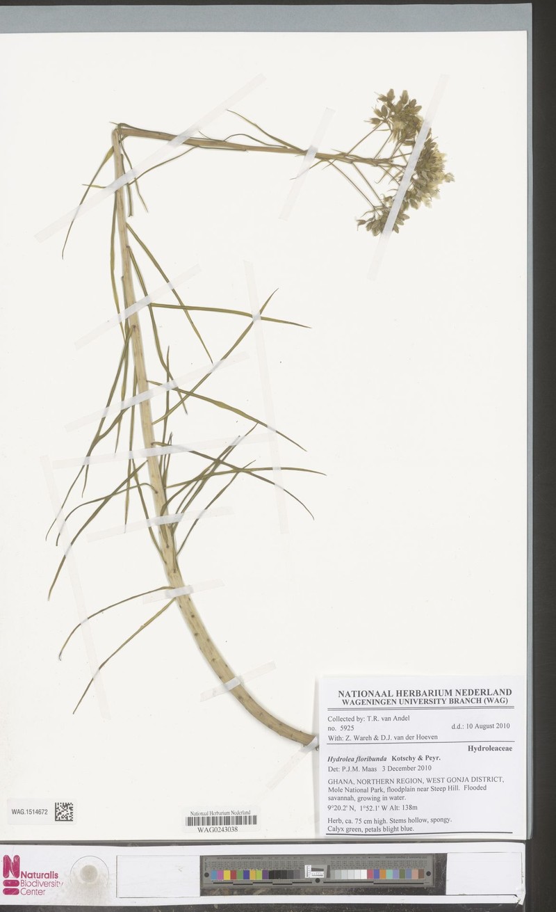 Hydrolea floribunda photo 4