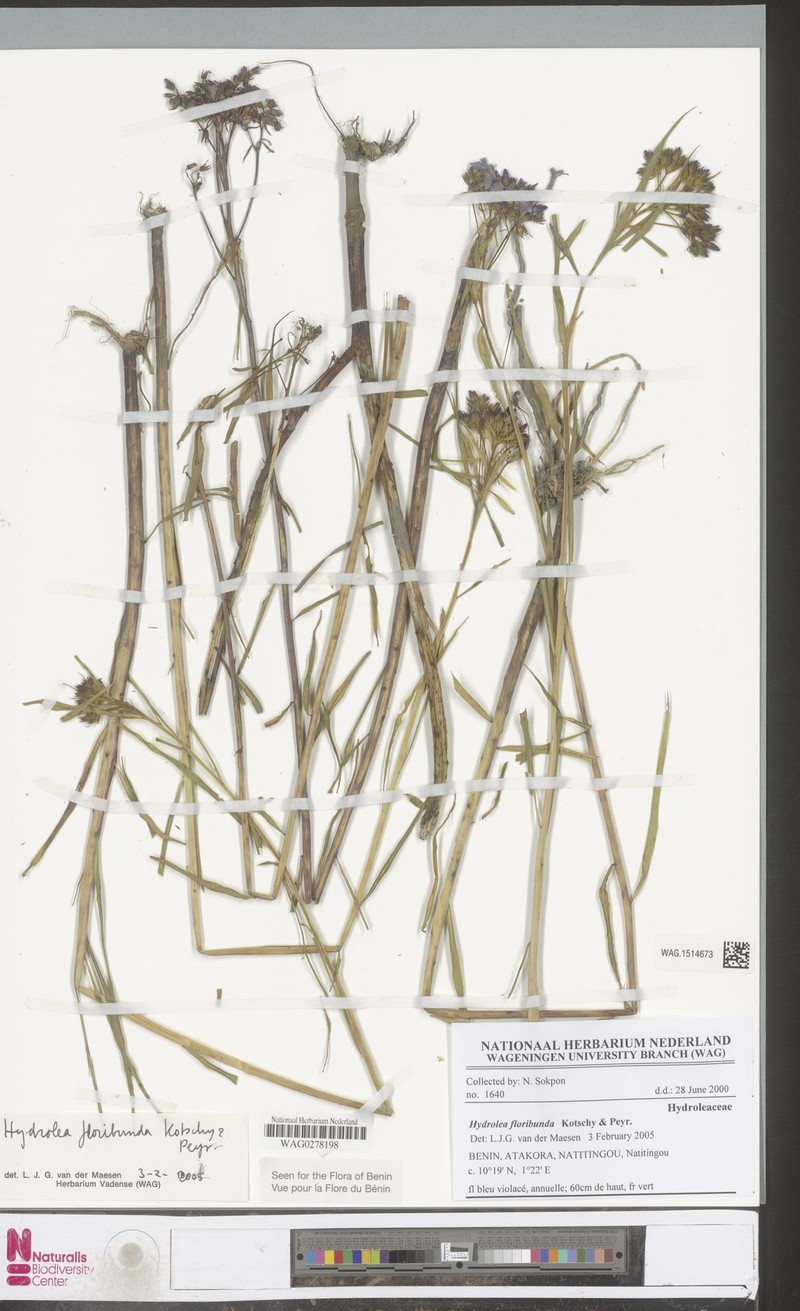 Hydrolea floribunda photo 5