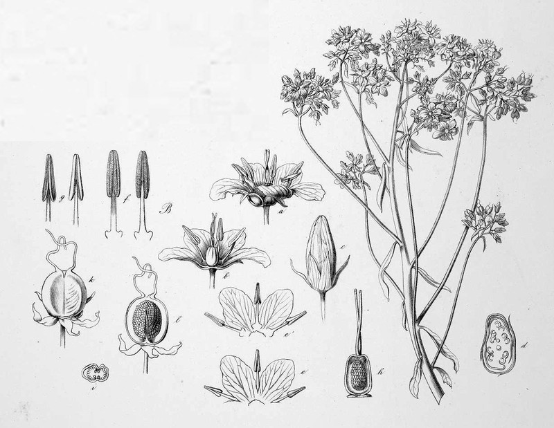 Hydrolea floribunda