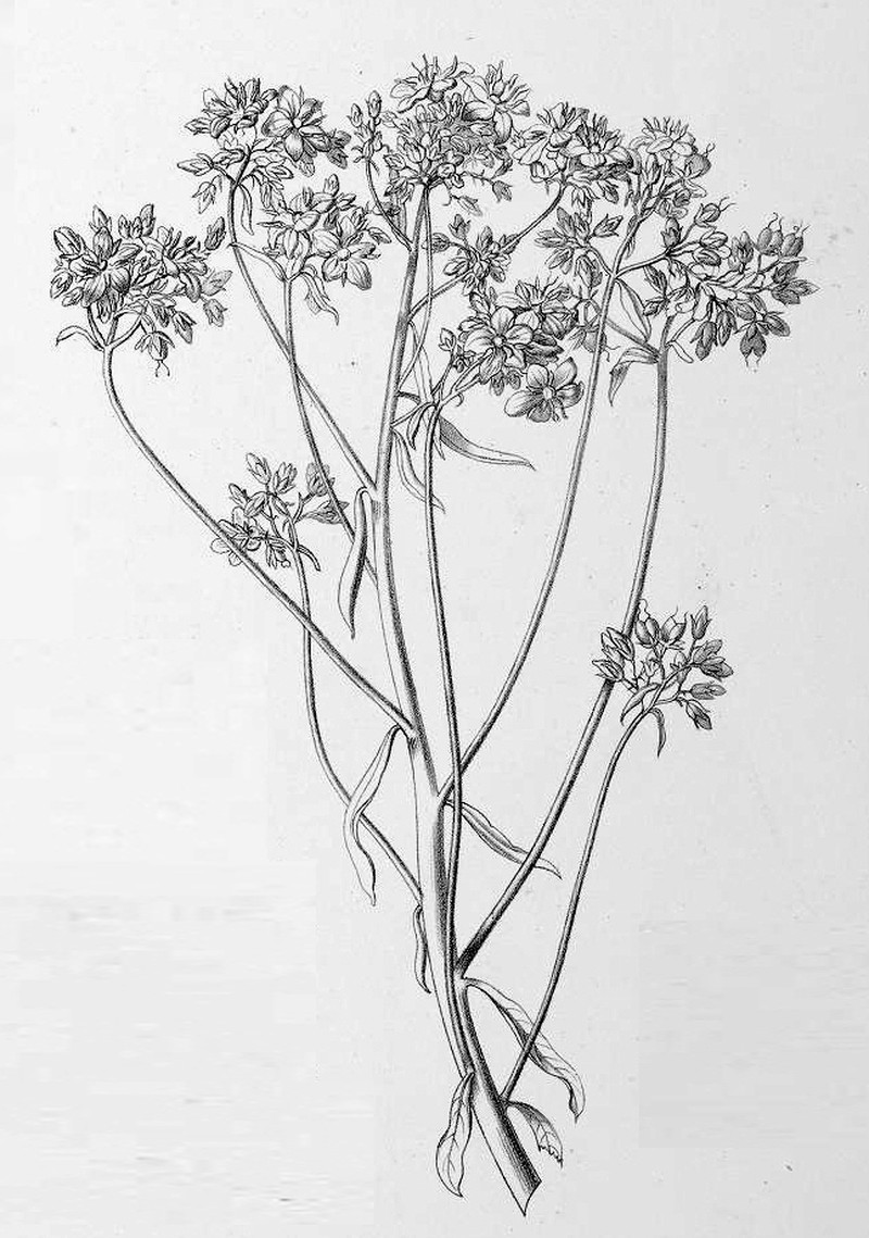 Hydrolea floribunda photo 7