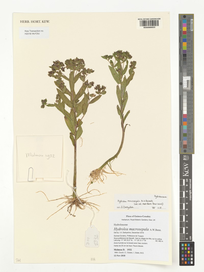 Hydrolea macrosepala