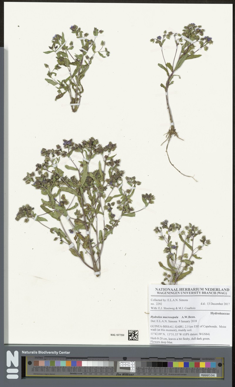 Hydrolea macrosepala photo 2