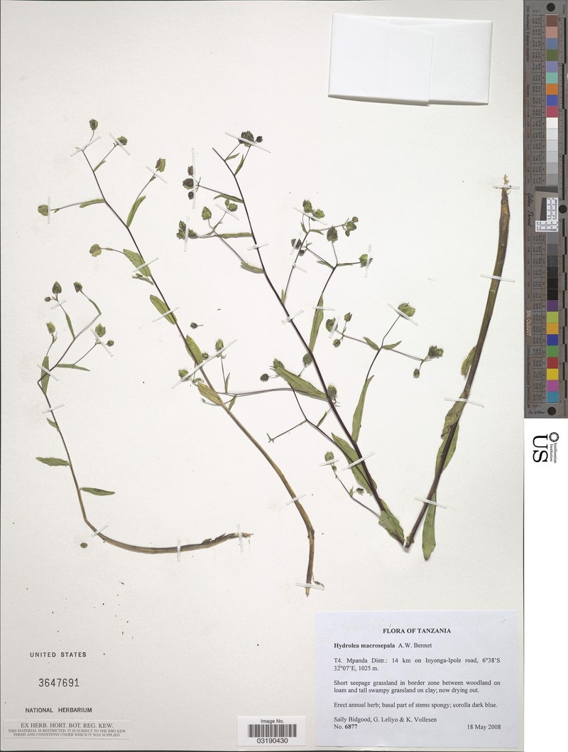 Hydrolea macrosepala photo 3