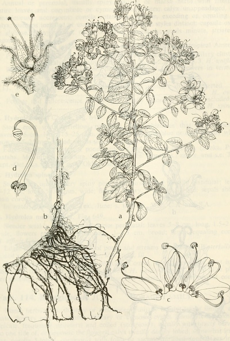 Ovate False Fiddleleaf photo 2