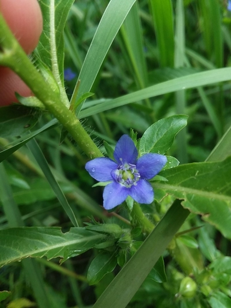Ovate False Fiddleleaf photo 3