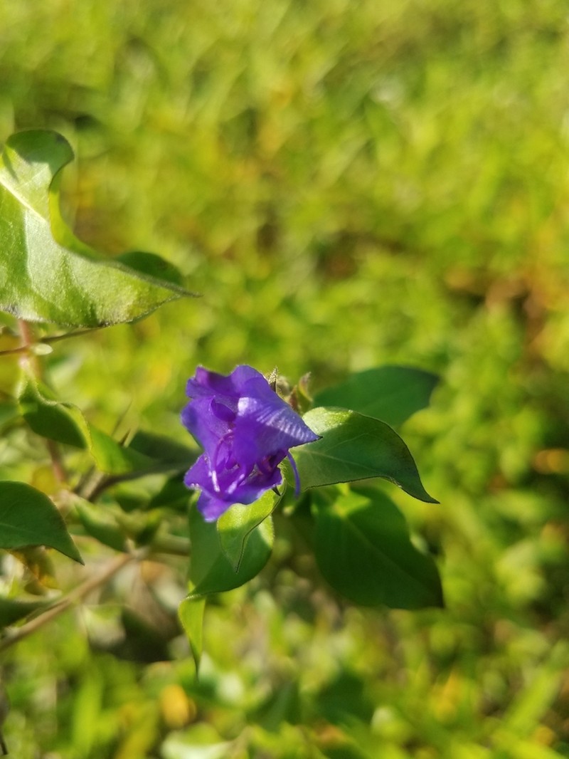 Ovate False Fiddleleaf