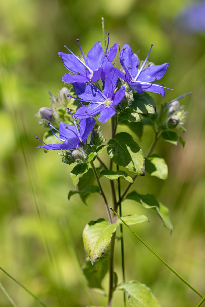 Ovate False Fiddleleaf photo 2