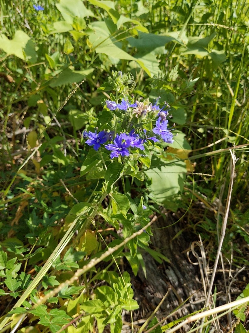 Ovate False Fiddleleaf photo 6