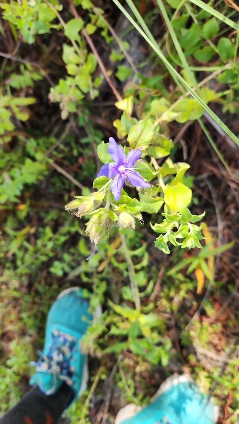 Ovate False Fiddleleaf photo 7