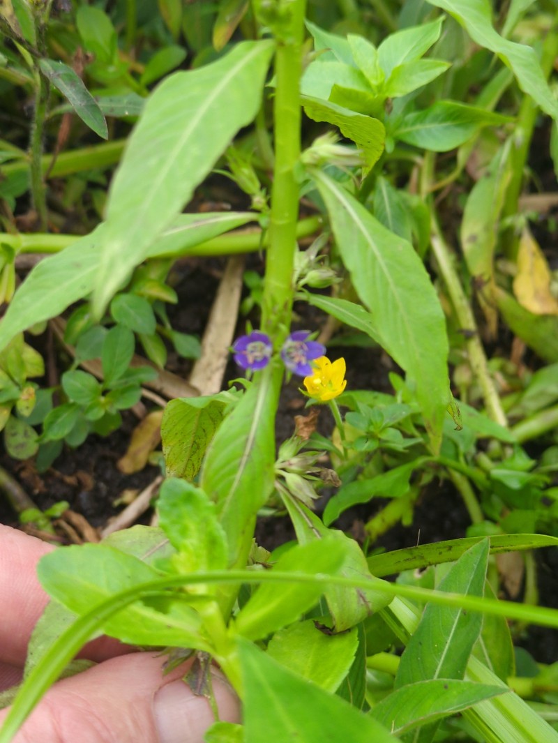 Hydrolea palustris photo 3