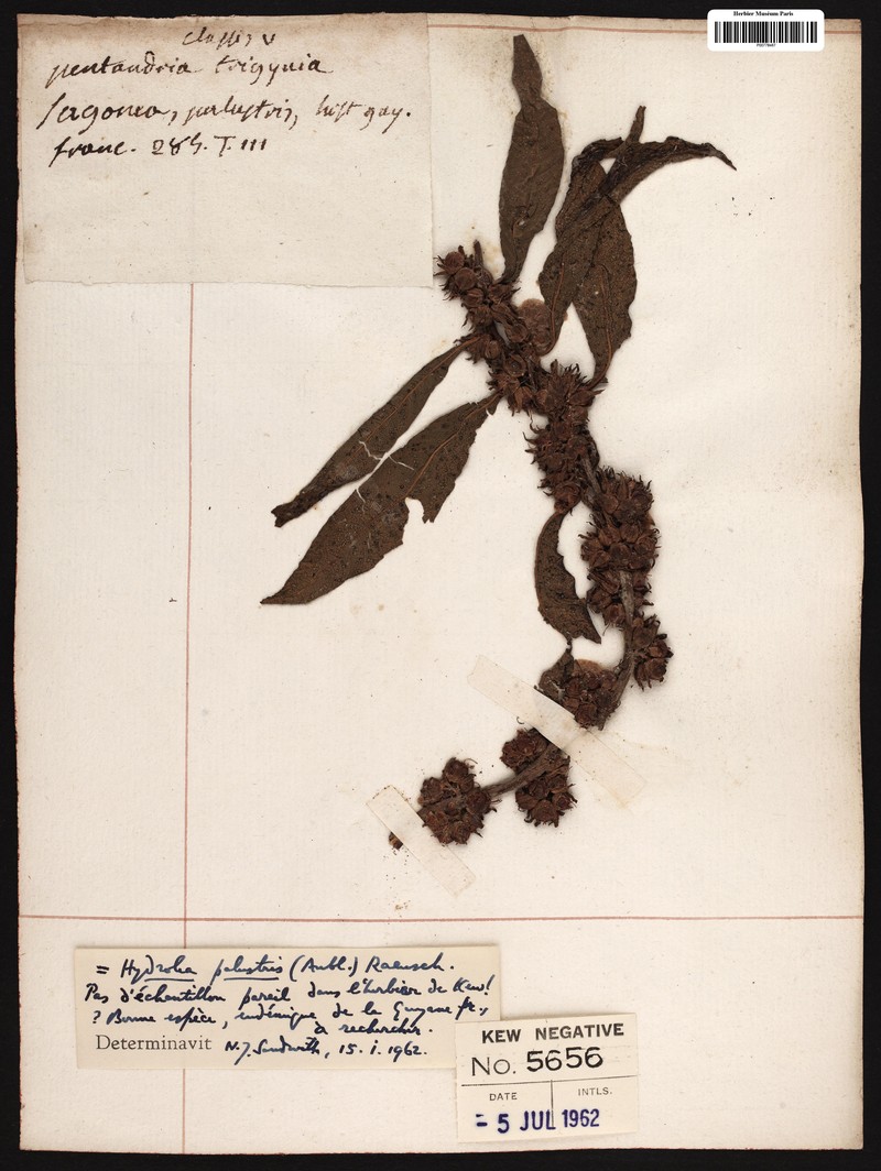 Hydrolea palustris