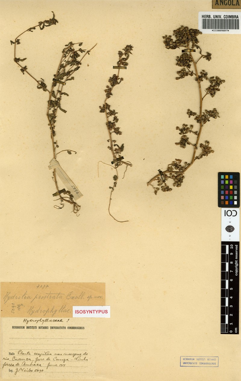 Hydrolea prostrata