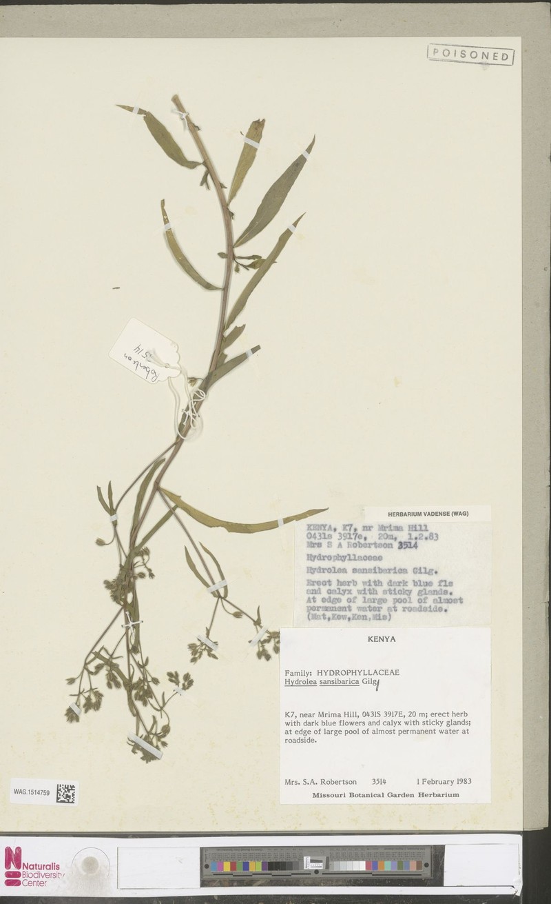 Hydrolea sansibarica