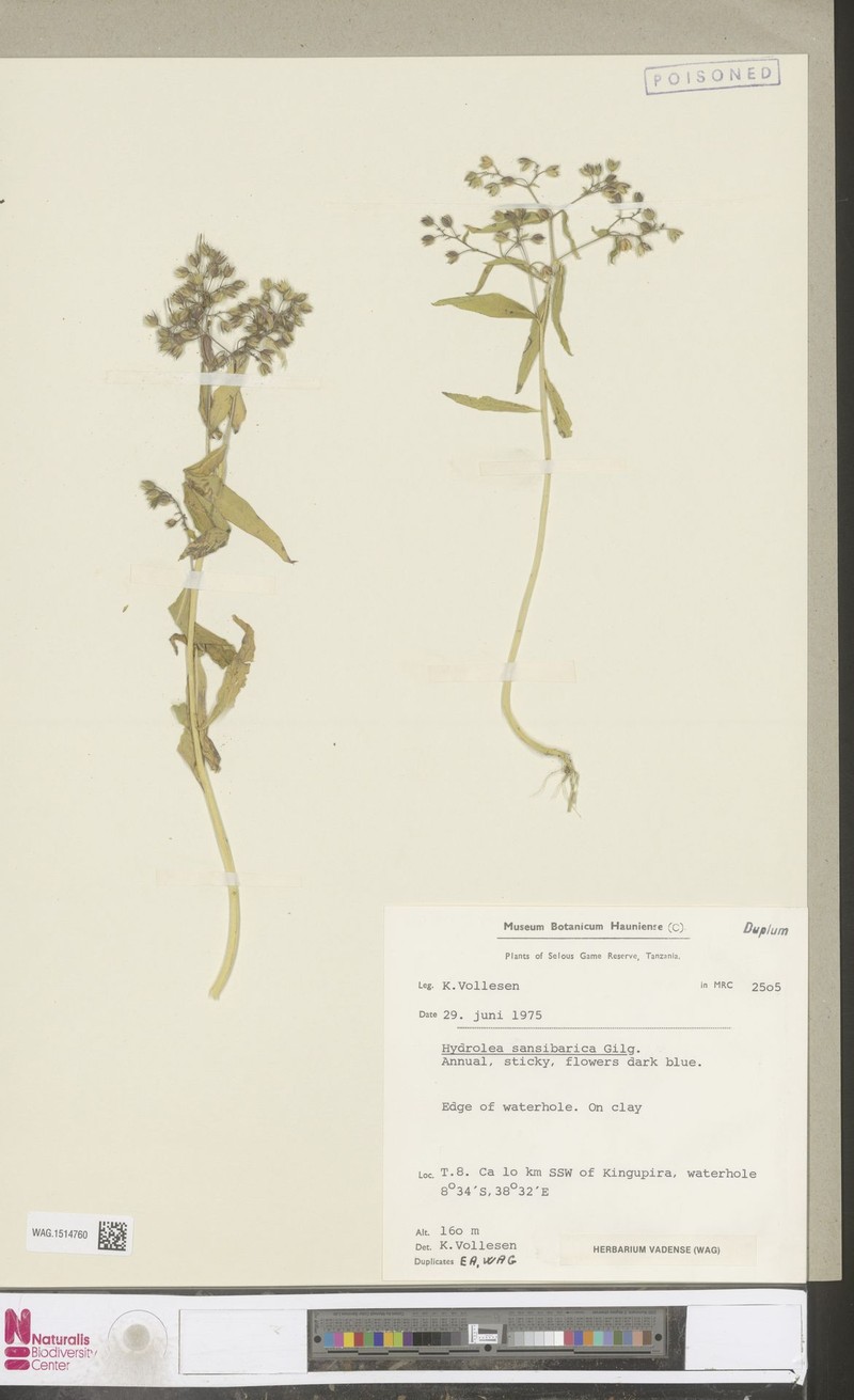 Hydrolea sansibarica photo 2