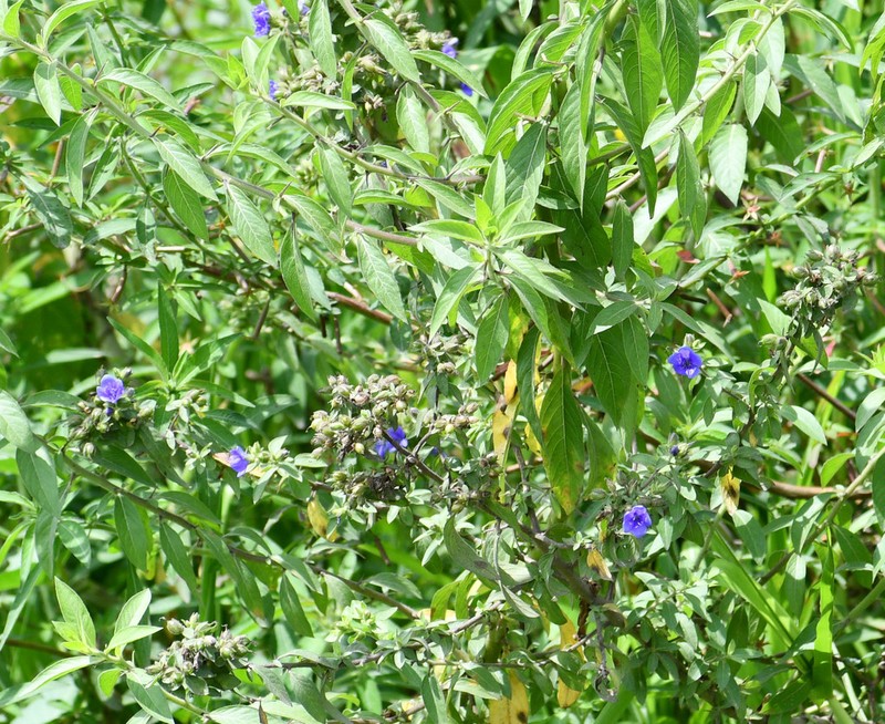 Spiny False Fiddleleaf photo 8
