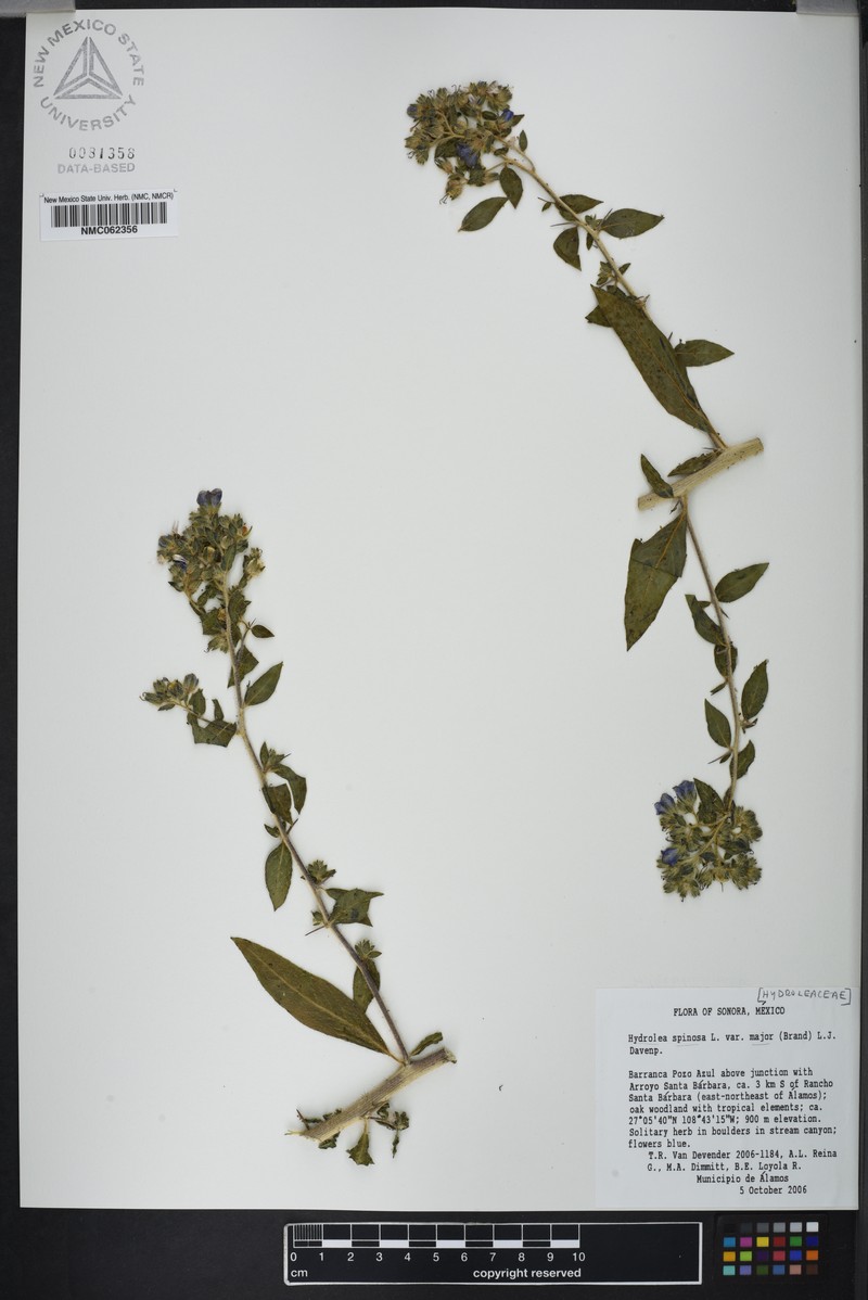 Hydrolea spinosa var. maior