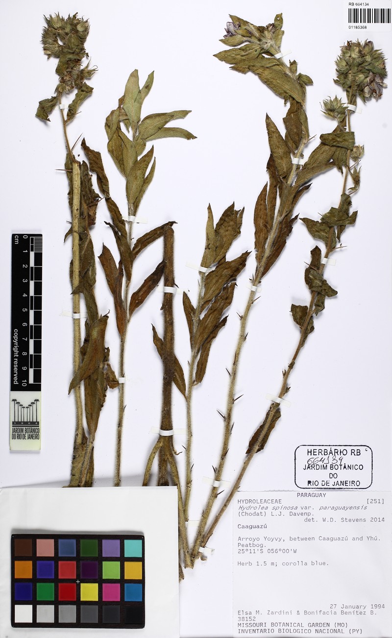 Hydrolea spinosa var. paraguayensis photo 2