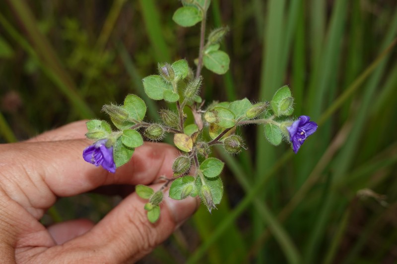 Hydrolea spinosa var. spinosa