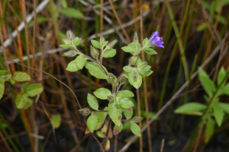 Hydrolea spinosa var. spinosa photo 2