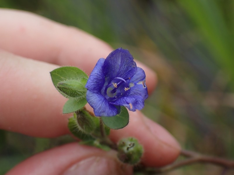 Hydrolea spinosa var. spinosa photo 3
