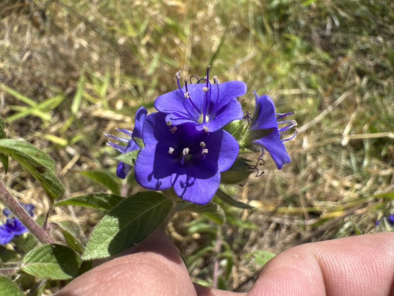 Hydrolea spinosa var. spinosa photo 4