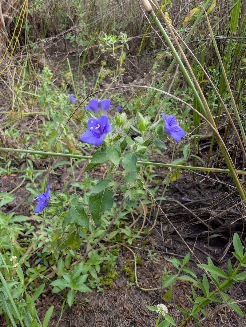 Hydrolea spinosa var. spinosa photo 5