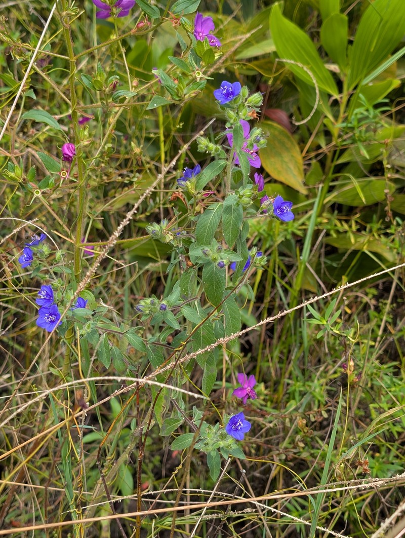 Hydrolea spinosa var. spinosa photo 6