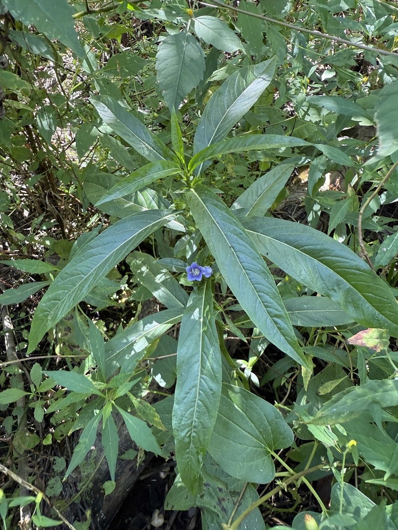 Oneflower False Fiddleleaf