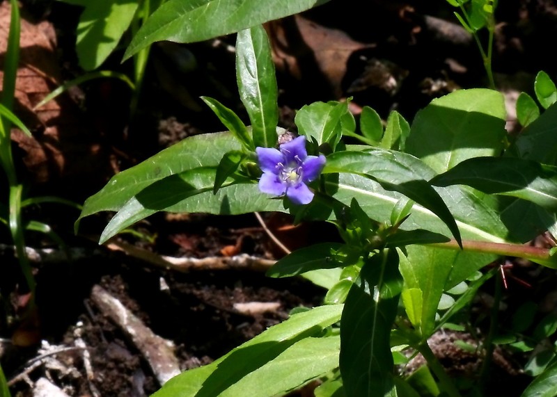 Oneflower False Fiddleleaf photo 2