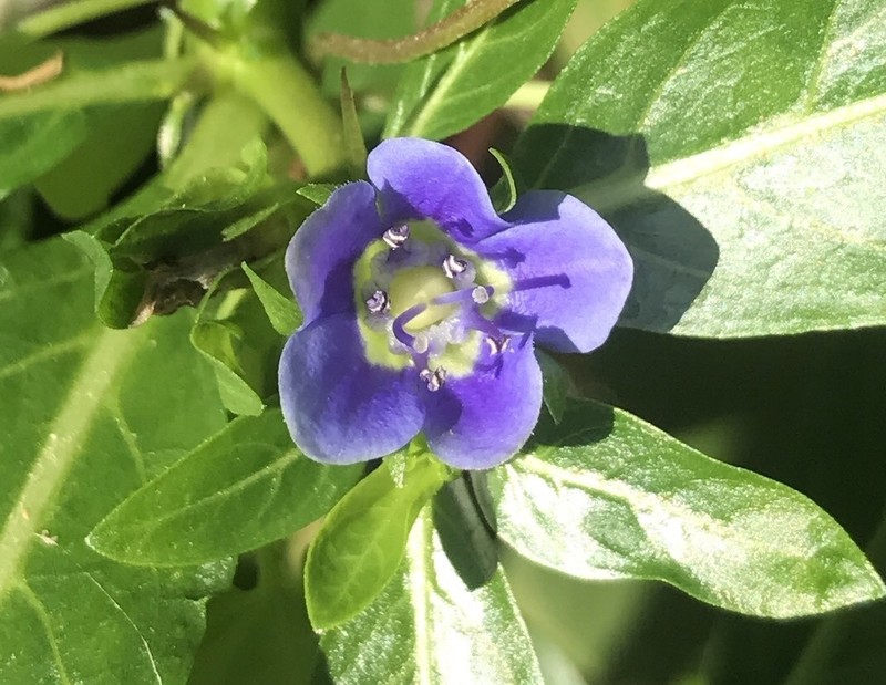 Oneflower False Fiddleleaf photo 3