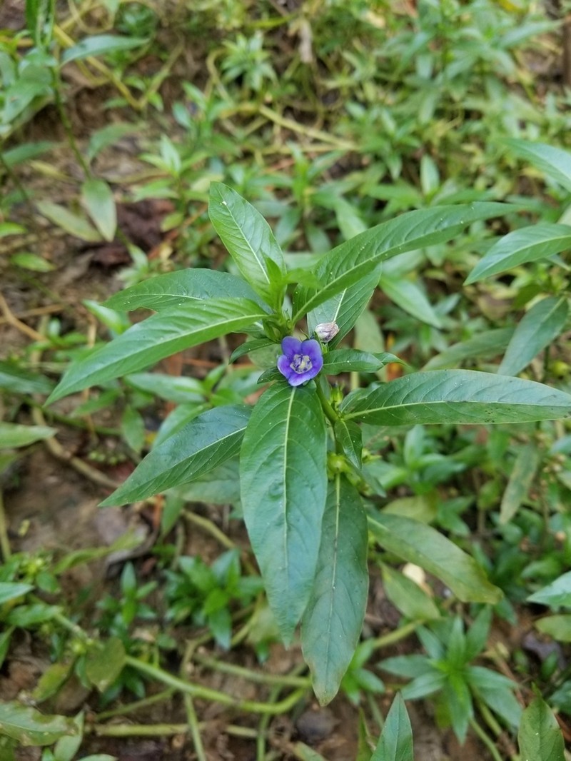 Oneflower False Fiddleleaf photo 4
