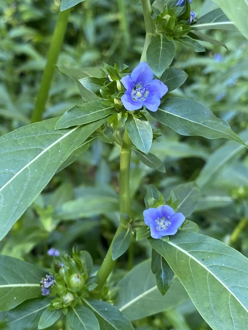 Oneflower False Fiddleleaf photo 5