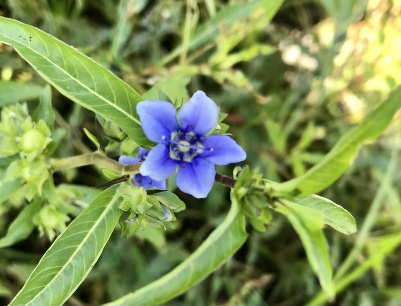 Oneflower False Fiddleleaf photo 6