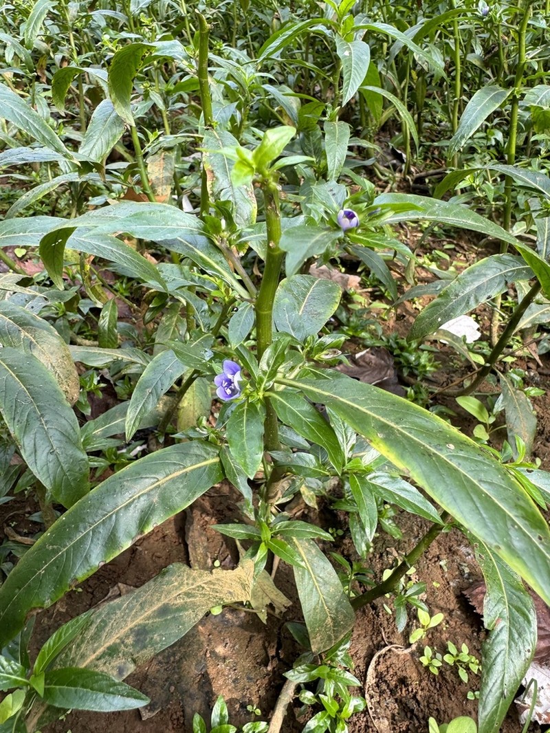 Oneflower False Fiddleleaf photo 7