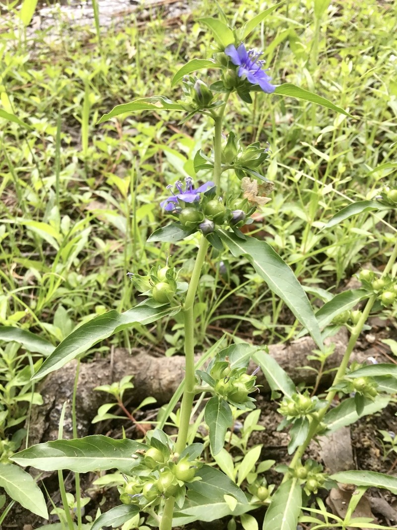 Oneflower False Fiddleleaf photo 8