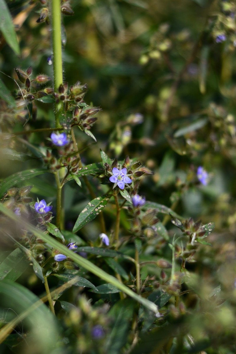 Hydrolea zeylanica