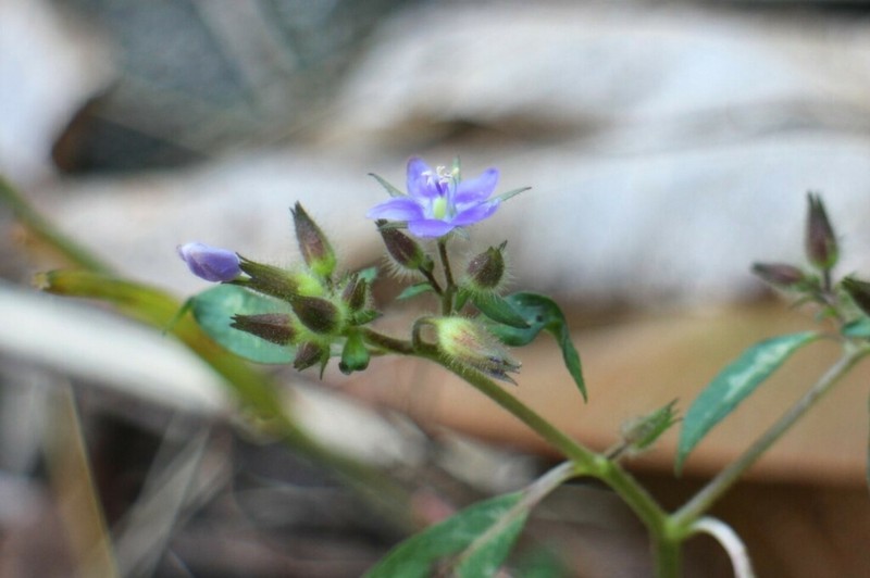 Hydrolea zeylanica photo 2