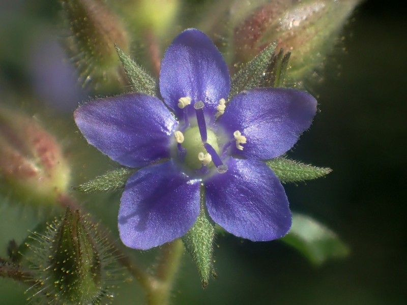 Hydrolea zeylanica photo 3