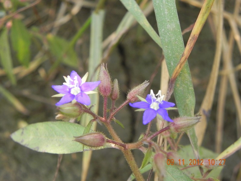 Hydrolea zeylanica photo 4