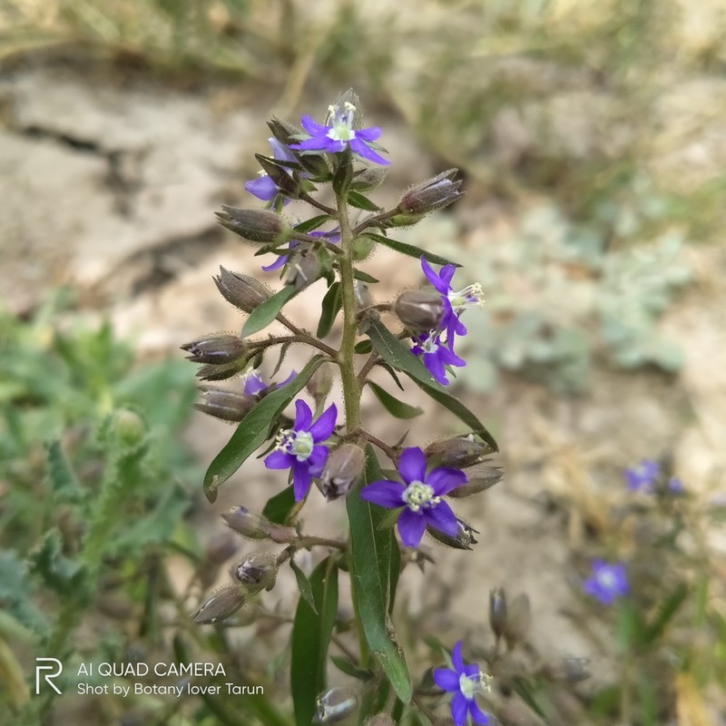 Hydrolea zeylanica photo 5