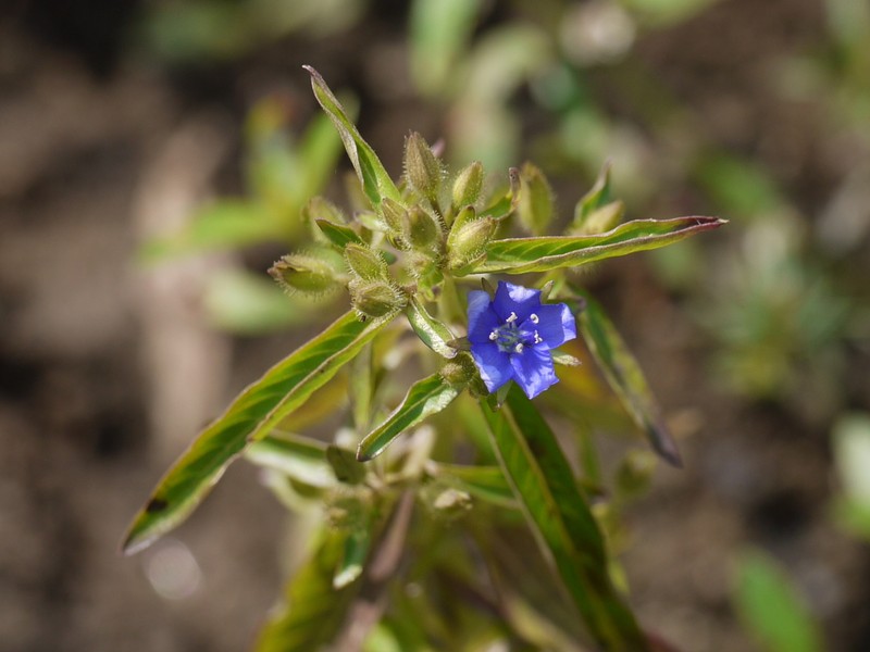 Hydrolea zeylanica photo 6