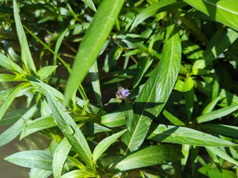 Hydrolea zeylanica photo 7