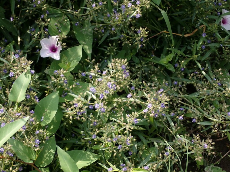 Hydrolea zeylanica photo 8