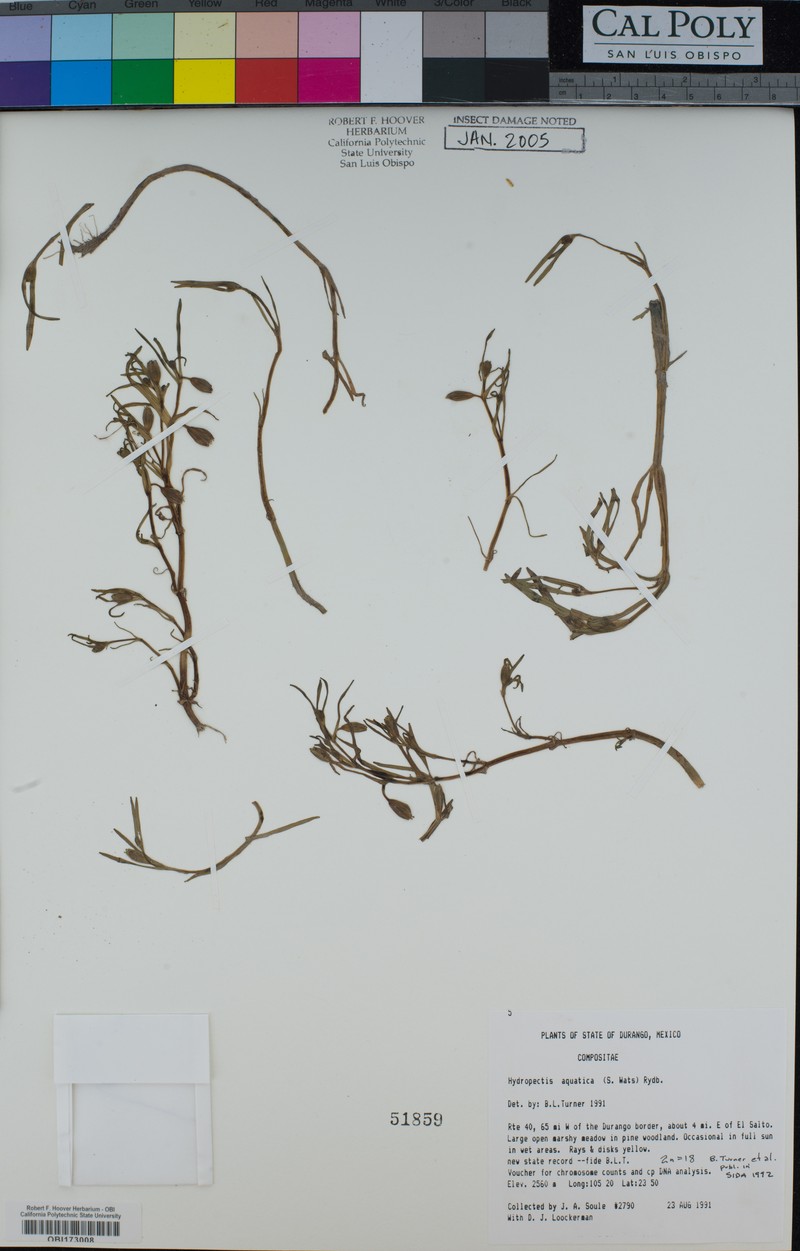 Hydropectis aquatica