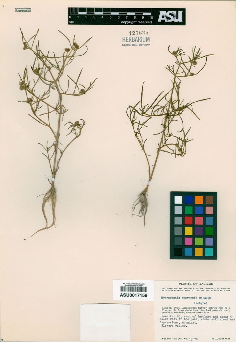 Hydropectis stevensii